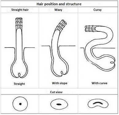le follicule du cheveux crépus a une forme incurvée en forme de S